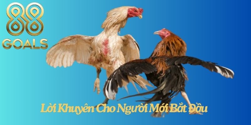 Lời Khuyên Cho Người Mới Bắt Đầu